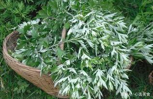 艾草加工视频,传统与现代的完美融合